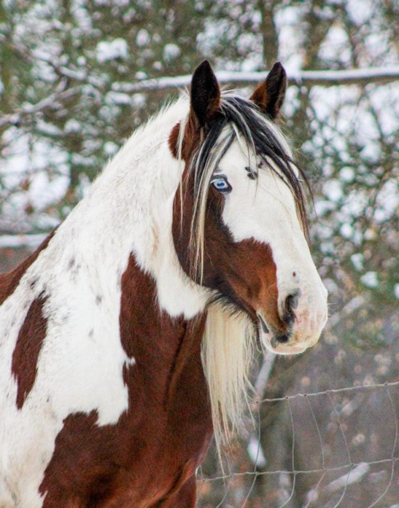Home Bradfield Drum Horses