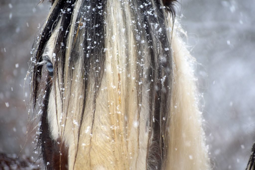 Stallion Bradfield Drum Horses