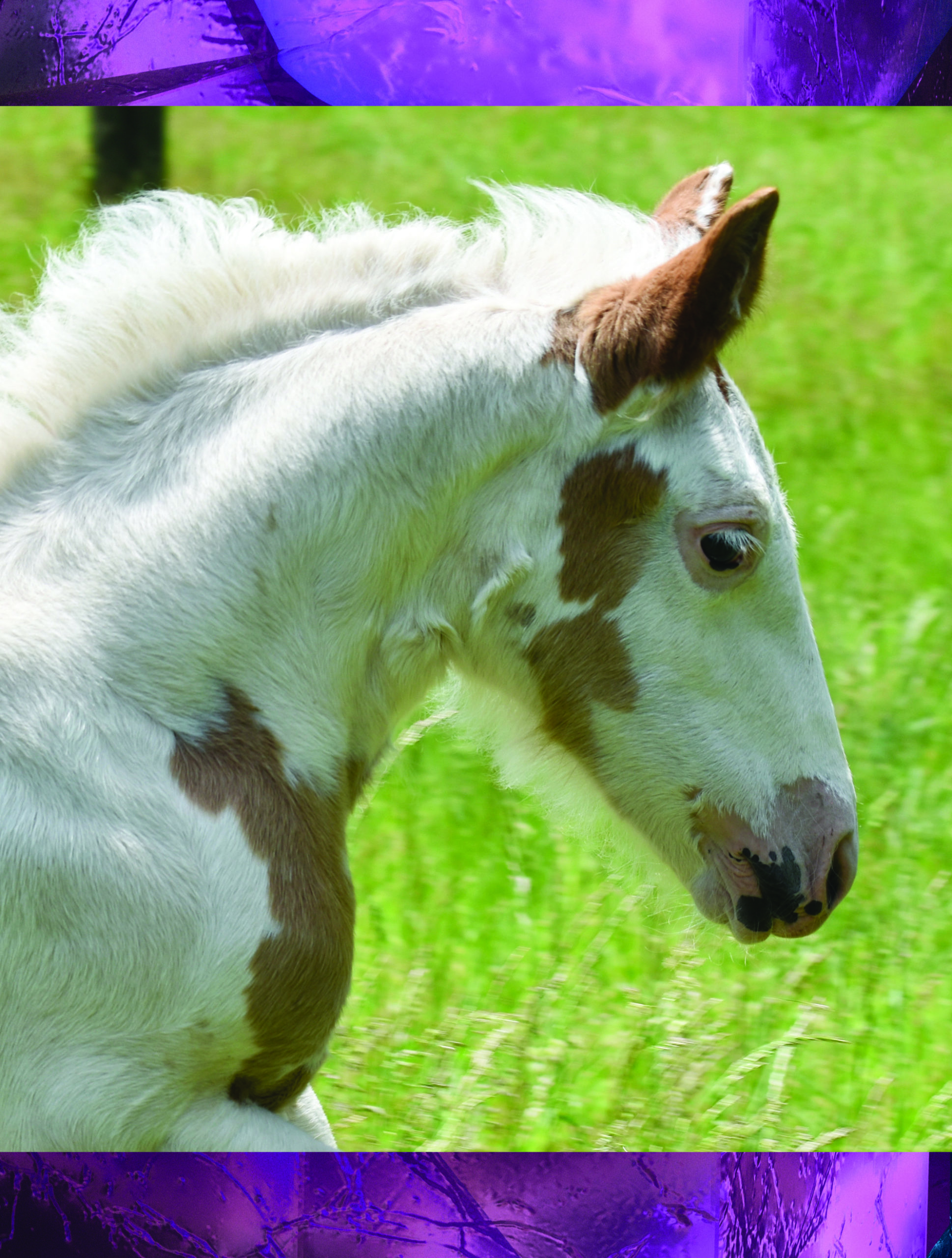 Home Bradfield Drum Horses