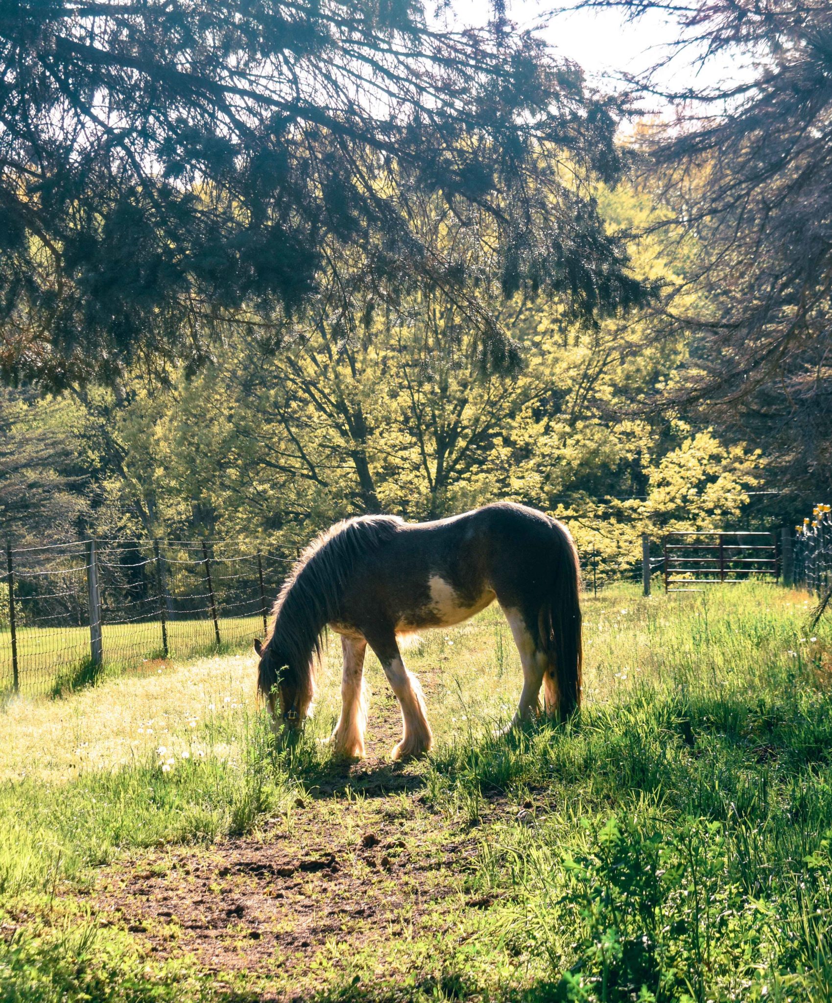 WHAT IS A DRUM Bradfield Drum Horses